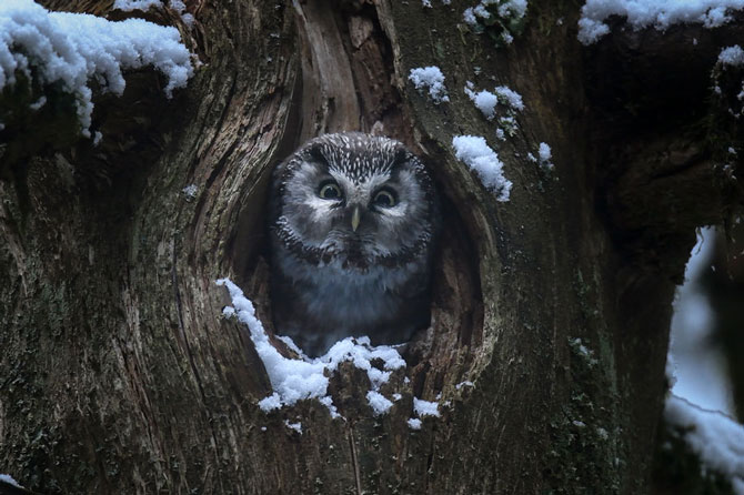 Das Flüstern der Wälder Film