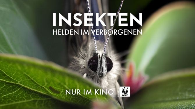 Insekten Helden im Verborgenen Film Kino 02